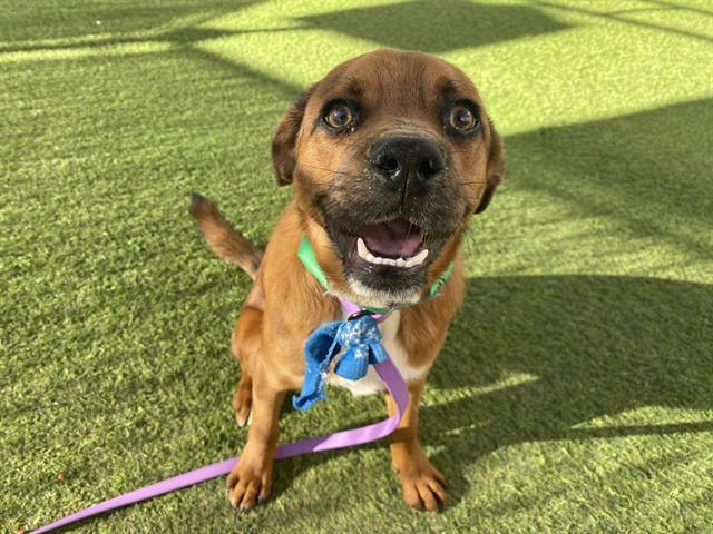 Enlarge PADDINGTON, a Adoptable mixed breed in Phoenix, AZ image 1/1