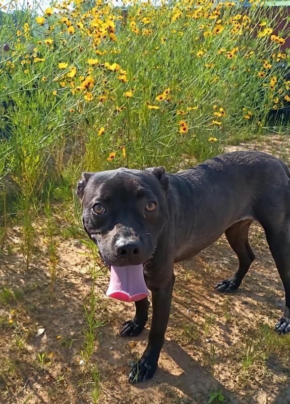 Enlarge Gail from Marketing, a Adoptable Mixed Breed in Jackson, TN image 1/6