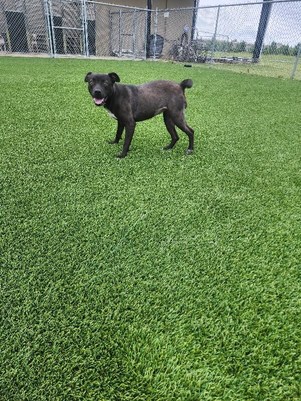 Enlarge Gail from Marketing, a Adoptable Mixed Breed in Jackson, TN image 2/6