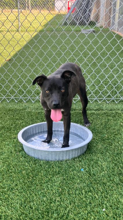 Enlarge Gail from Marketing, a Adoptable Mixed Breed in Jackson, TN image 3/6