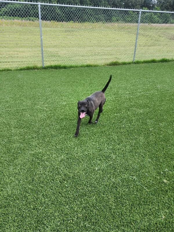 Enlarge Gail from Marketing, a Adoptable Mixed Breed in Jackson, TN image 4/6
