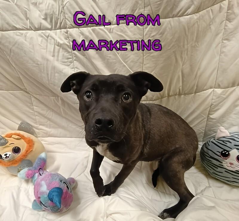 Enlarge Gail from Marketing, a Adoptable Mixed Breed in Jackson, TN image 5/6