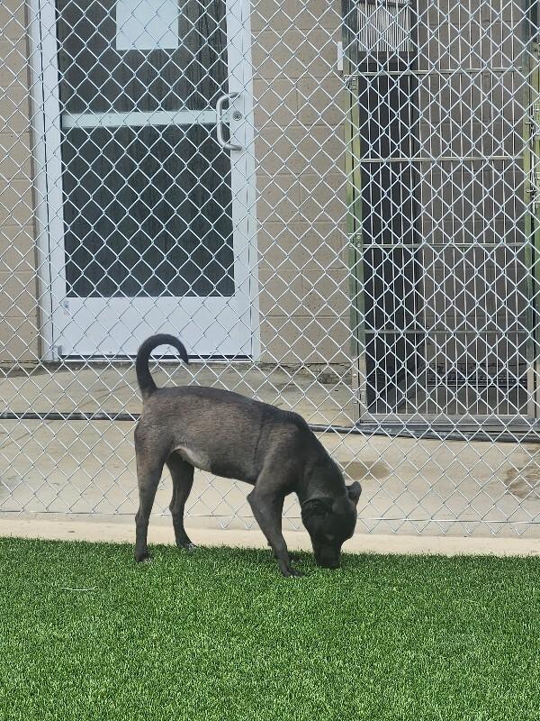 Enlarge Gail from Marketing, a Adoptable Mixed Breed in Jackson, TN image 6/6