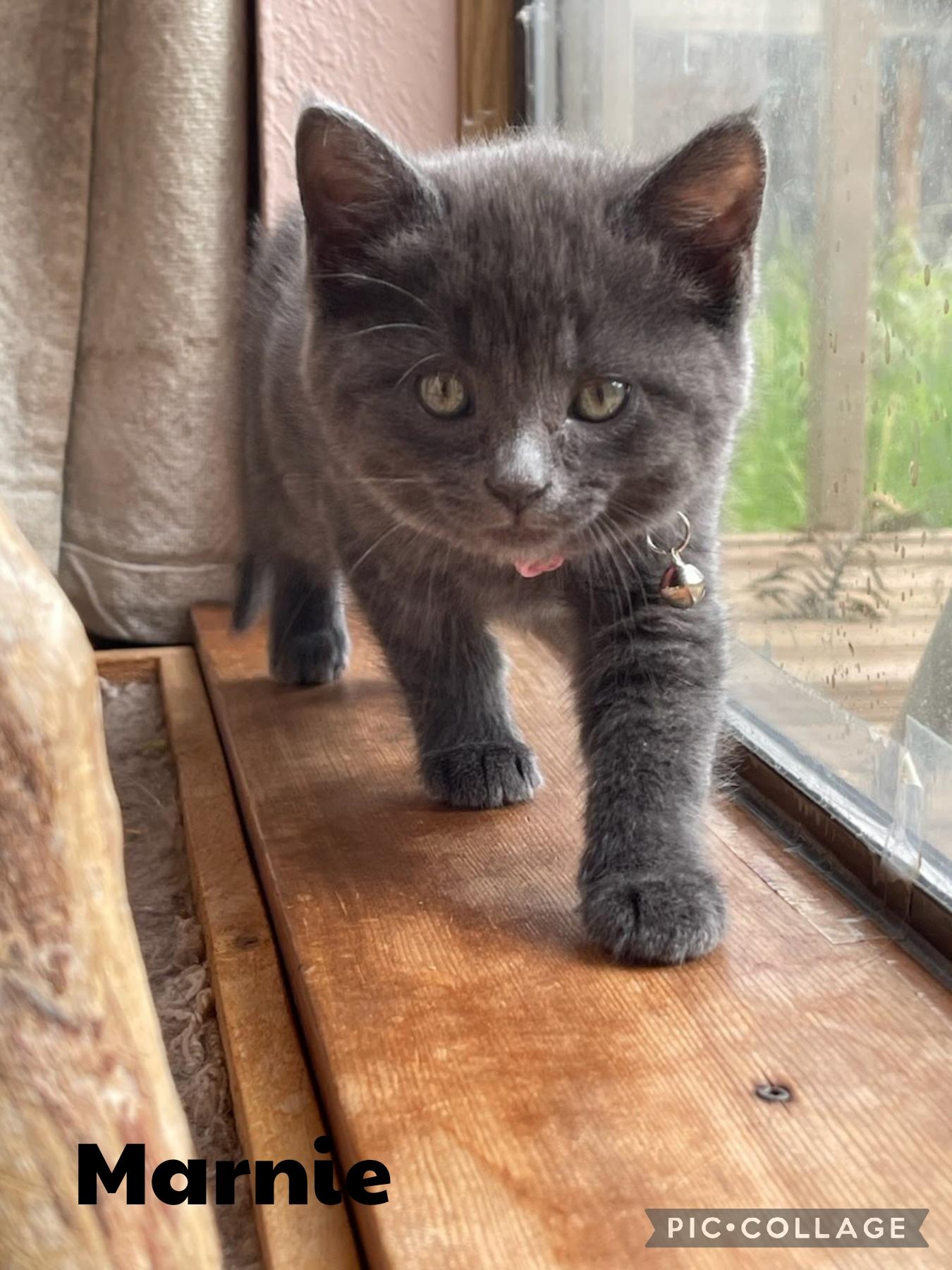 Marnie, Adoptable, Kitten Female Domestic Short Hair.
