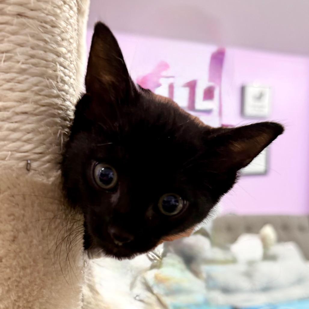 Landscape Architect, Adoptable, Kitten Female Domestic Short Hair.