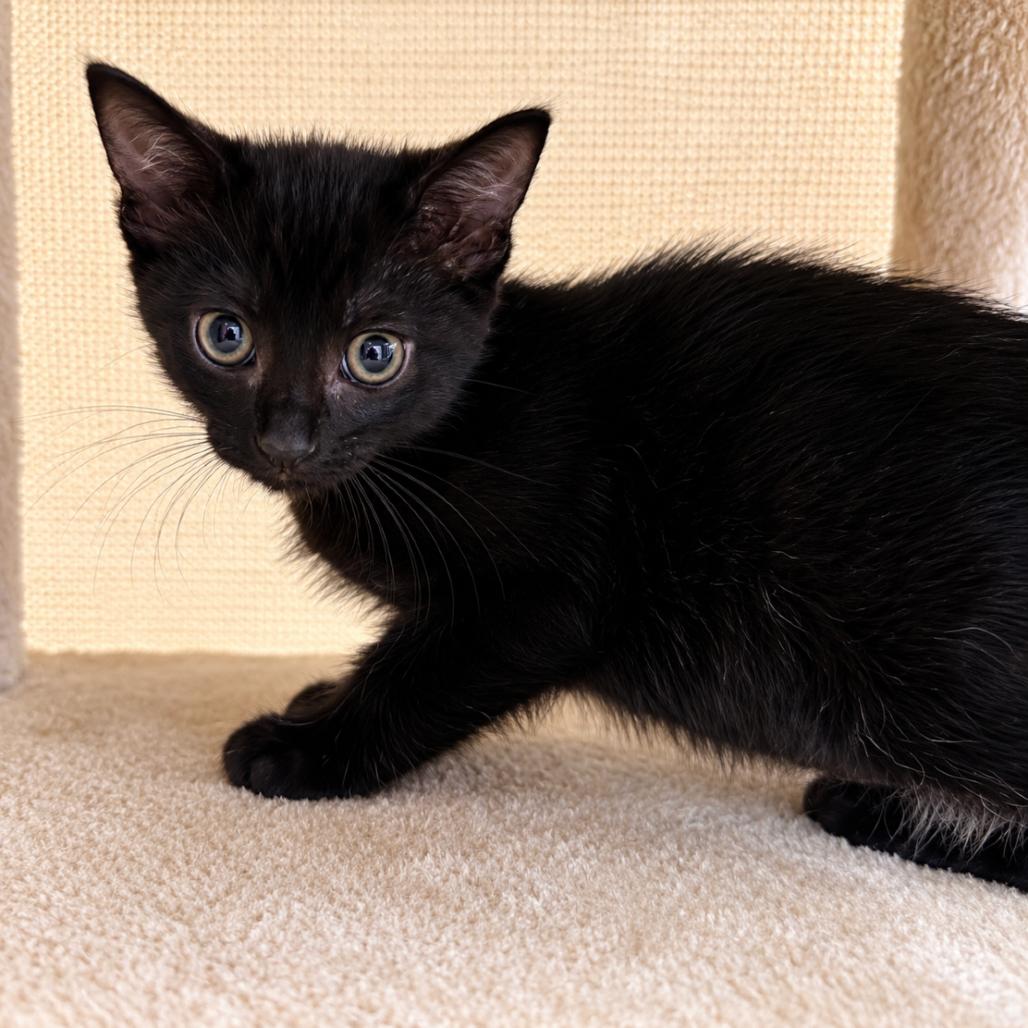 Enlarge Landscape Architect, a Adoptable Domestic Short Hair in Boerne, TX image 1/2