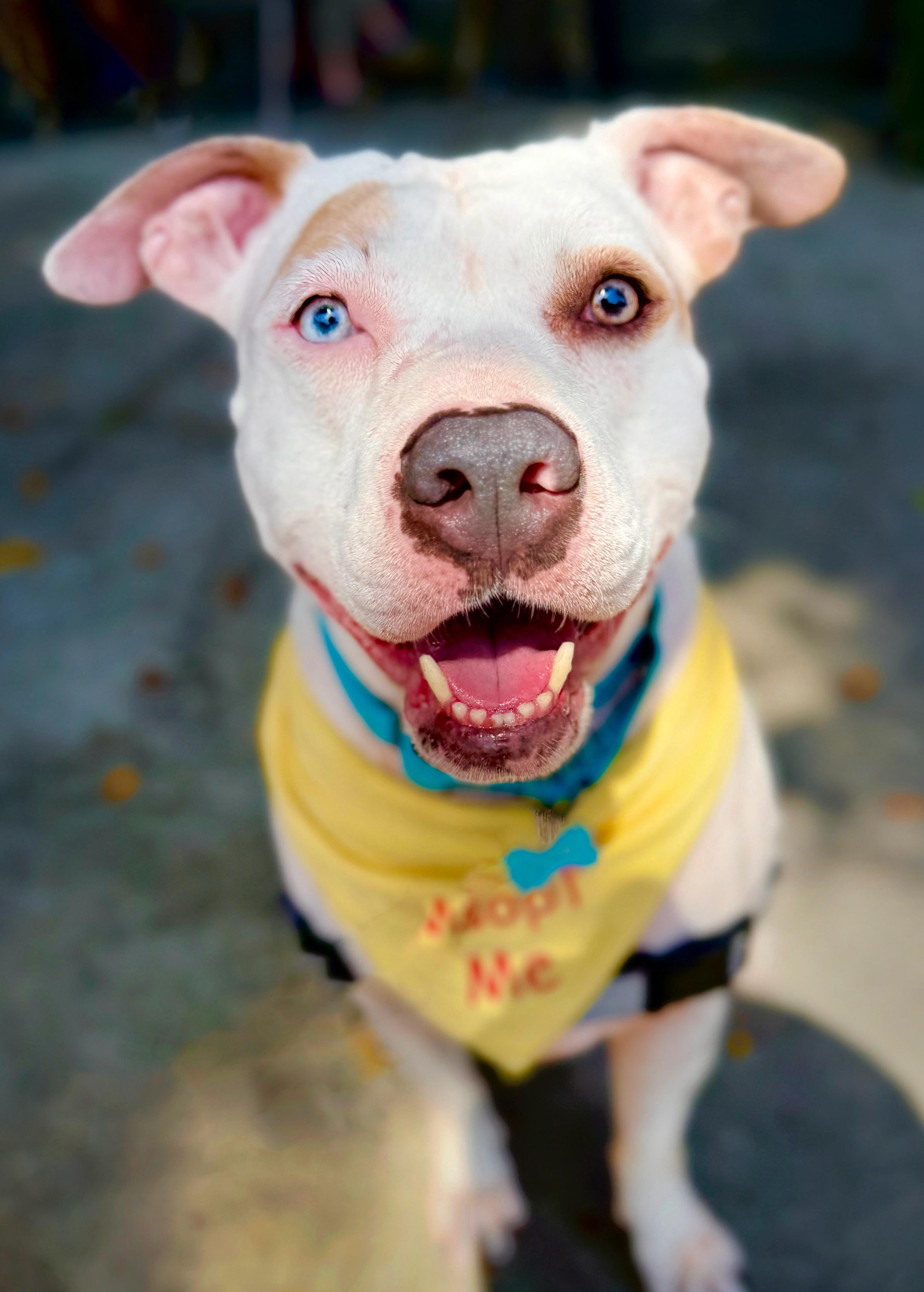 Leilani  *COURTESY POST*, Adoptable, Young Female Pit Bull Terrier.