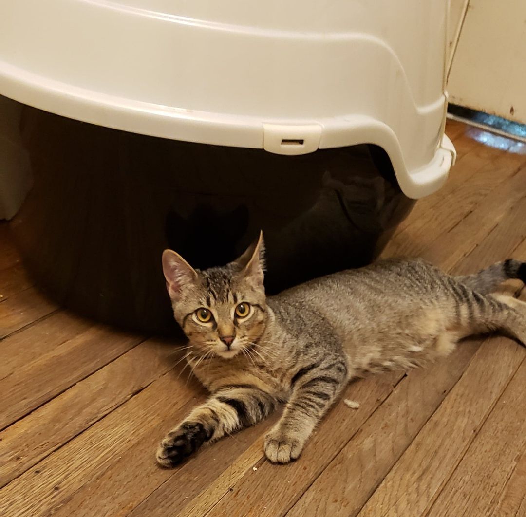 Enlarge Jacque, a Adoptable Domestic Short Hair in Fort Worth, TX image 1/6