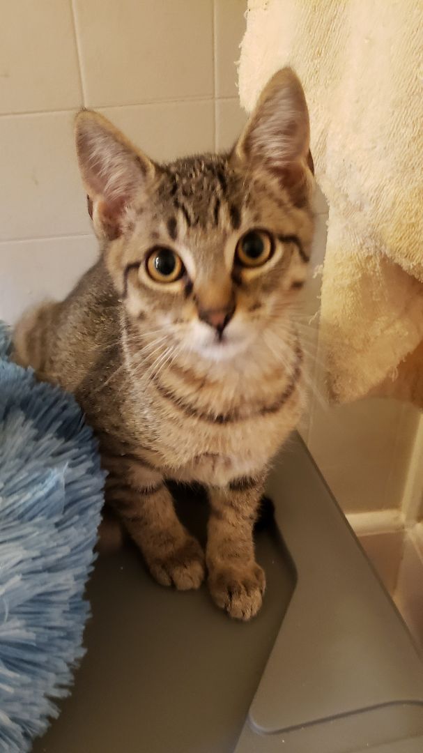 Enlarge Jacque, a Adoptable Domestic Short Hair in Fort Worth, TX image 2/6