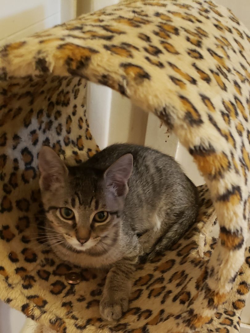 Enlarge Jacque, a Adoptable Domestic Short Hair in Fort Worth, TX image 3/6