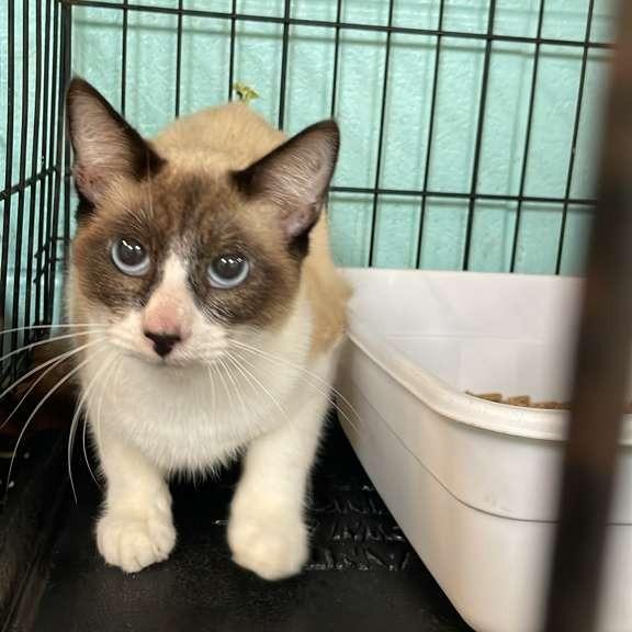 Enlarge Samuel, a Adoptable Domestic Short Hair image 1/1