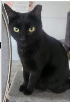 Enlarge Morrison, a Adoptable Domestic Short Hair in Greenfield, IN image 1/1