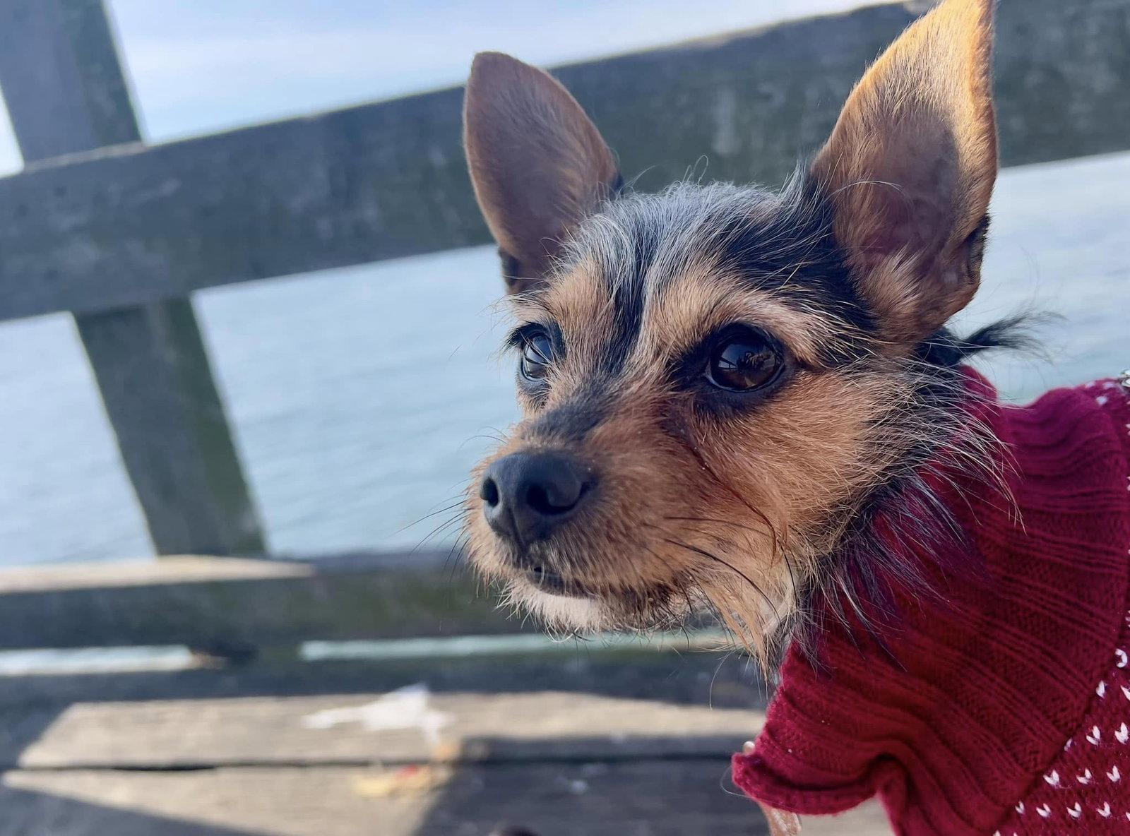 Muffin, Adoptable, Young Female Yorkshire Terrier.