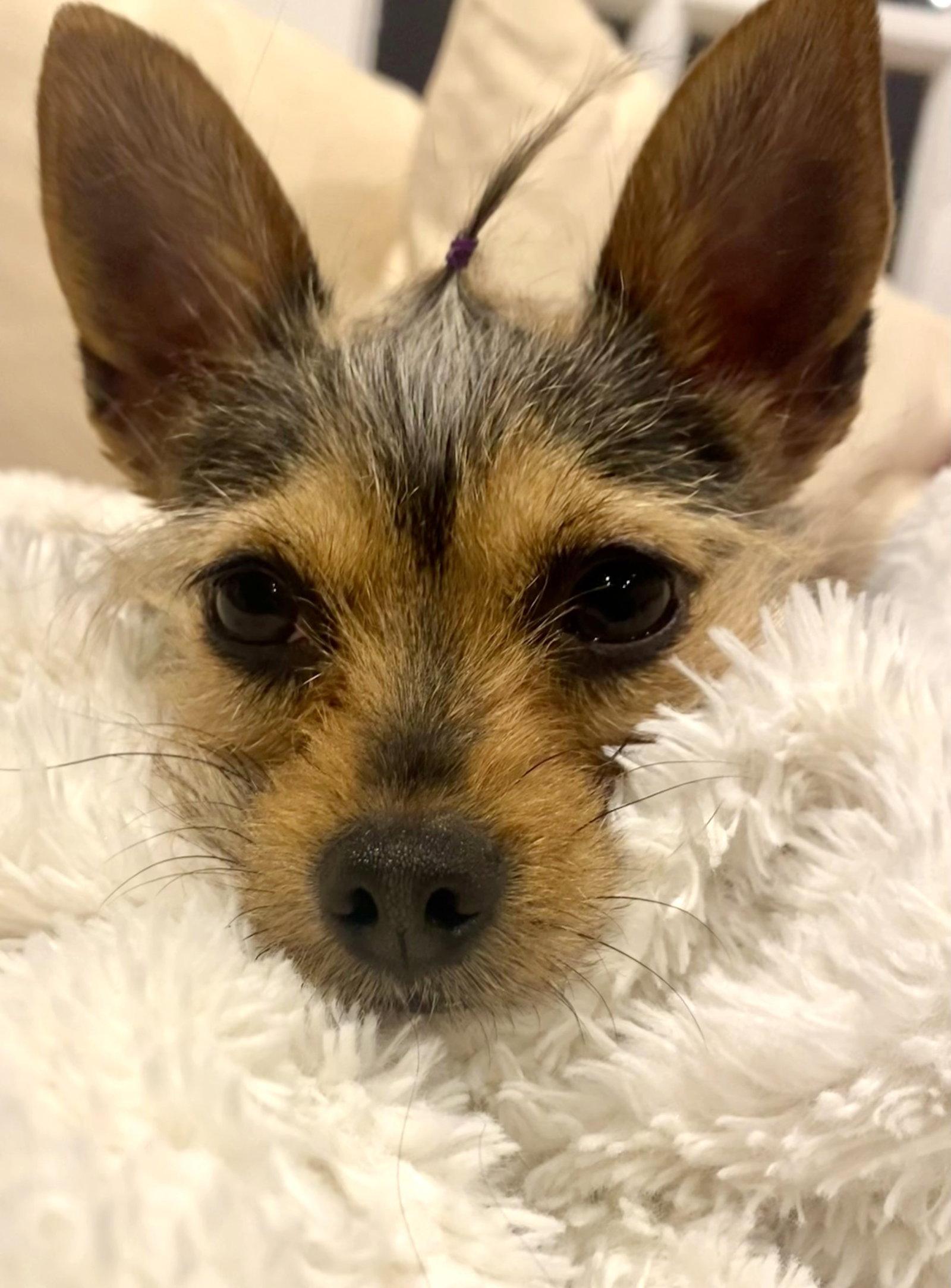 Enlarge Muffin - ADOPTED!, a Adoptable Yorkshire Terrier in Arlington, VA image 2/3