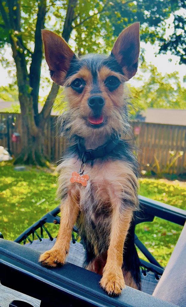 Enlarge Muffin, a Adoptable Yorkshire Terrier in Arlington, VA image 2/3