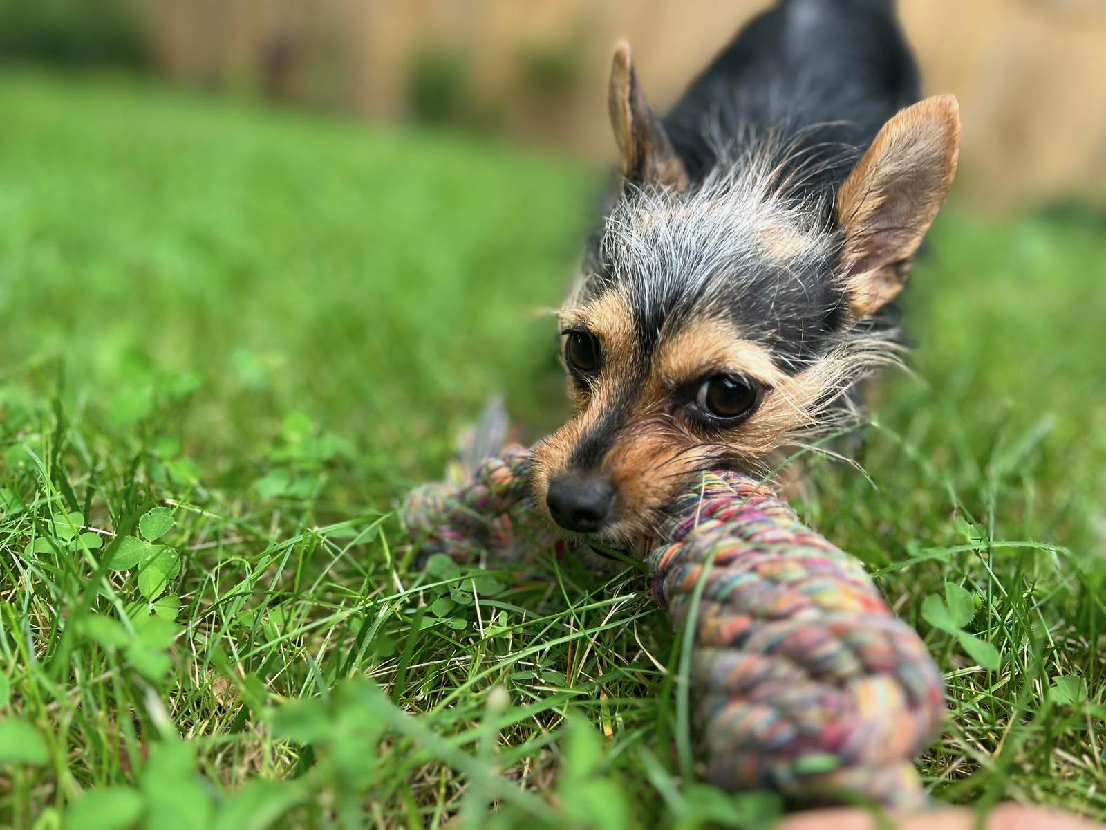 Enlarge Muffin, a Adoptable Yorkshire Terrier in Arlington, VA image 3/3