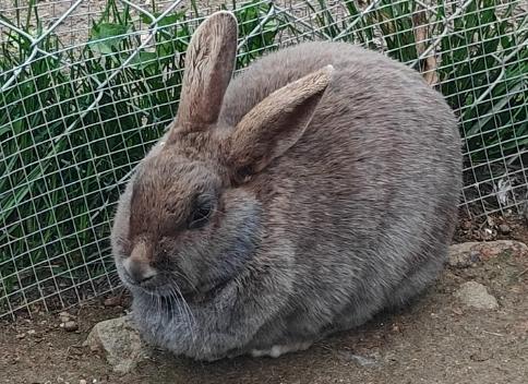 *Paprika*, Adoptable, Adult Female Rex.