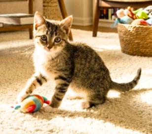 Enlarge Maya, a Adopted American Shorthair in Union City, NJ image 5/6