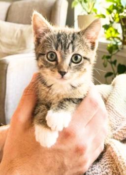 Enlarge Maya, a Adopted American Shorthair in Union City, NJ image 4/6