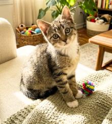 Enlarge Maya, a Adopted American Shorthair in Union City, NJ image 2/6