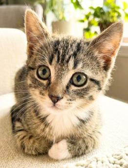 Maya, Adopted, Kitten Female American Shorthair.