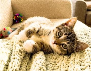 Enlarge Maya, a Adopted American Shorthair in Union City, NJ image 6/6