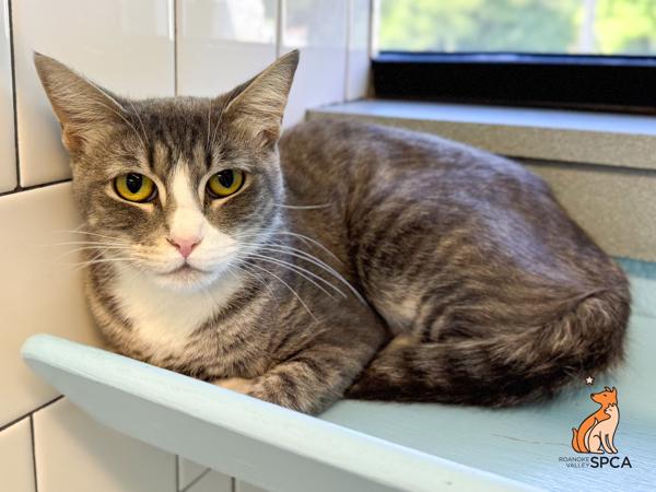 Mother, Adoptable, Adult Female Domestic Short Hair.