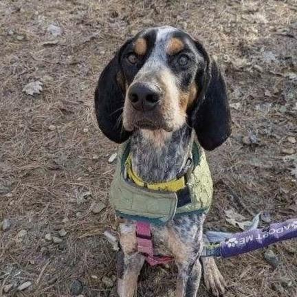 Tracker, Adoptable, Adult Male Mixed Breed.