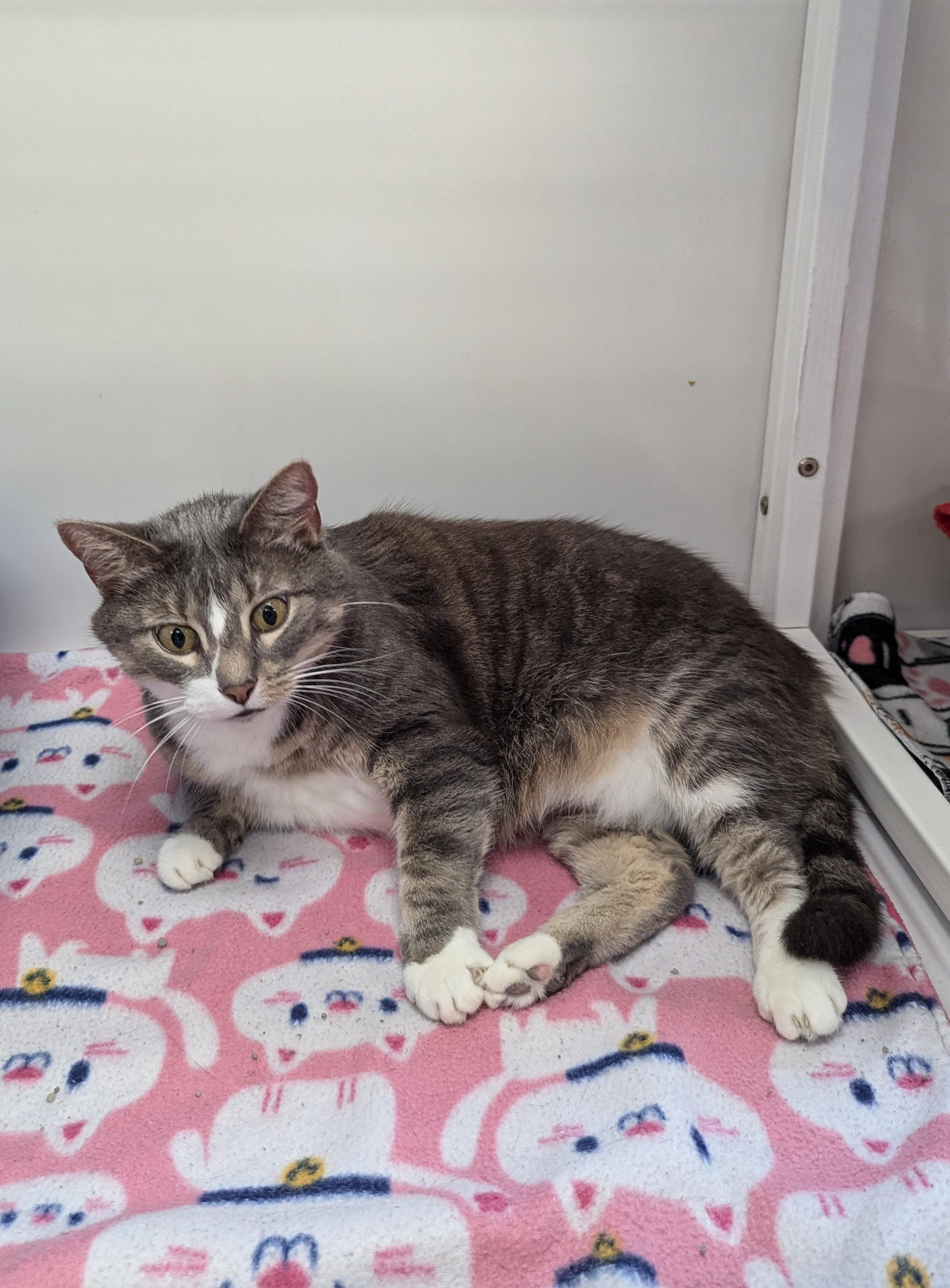 Ava (Adoption Sponsored) 4