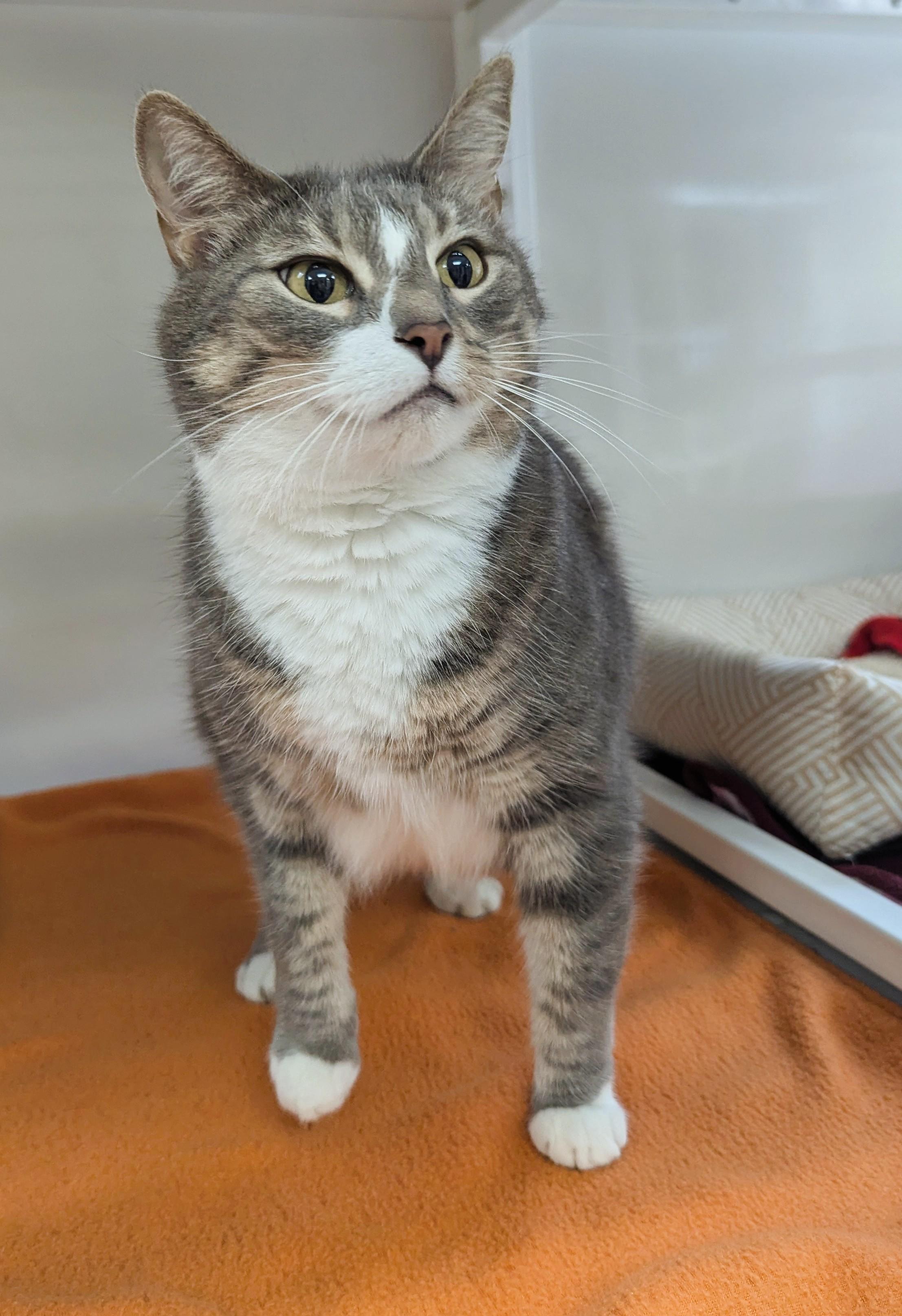 Ava (Adoption Sponsored) 2