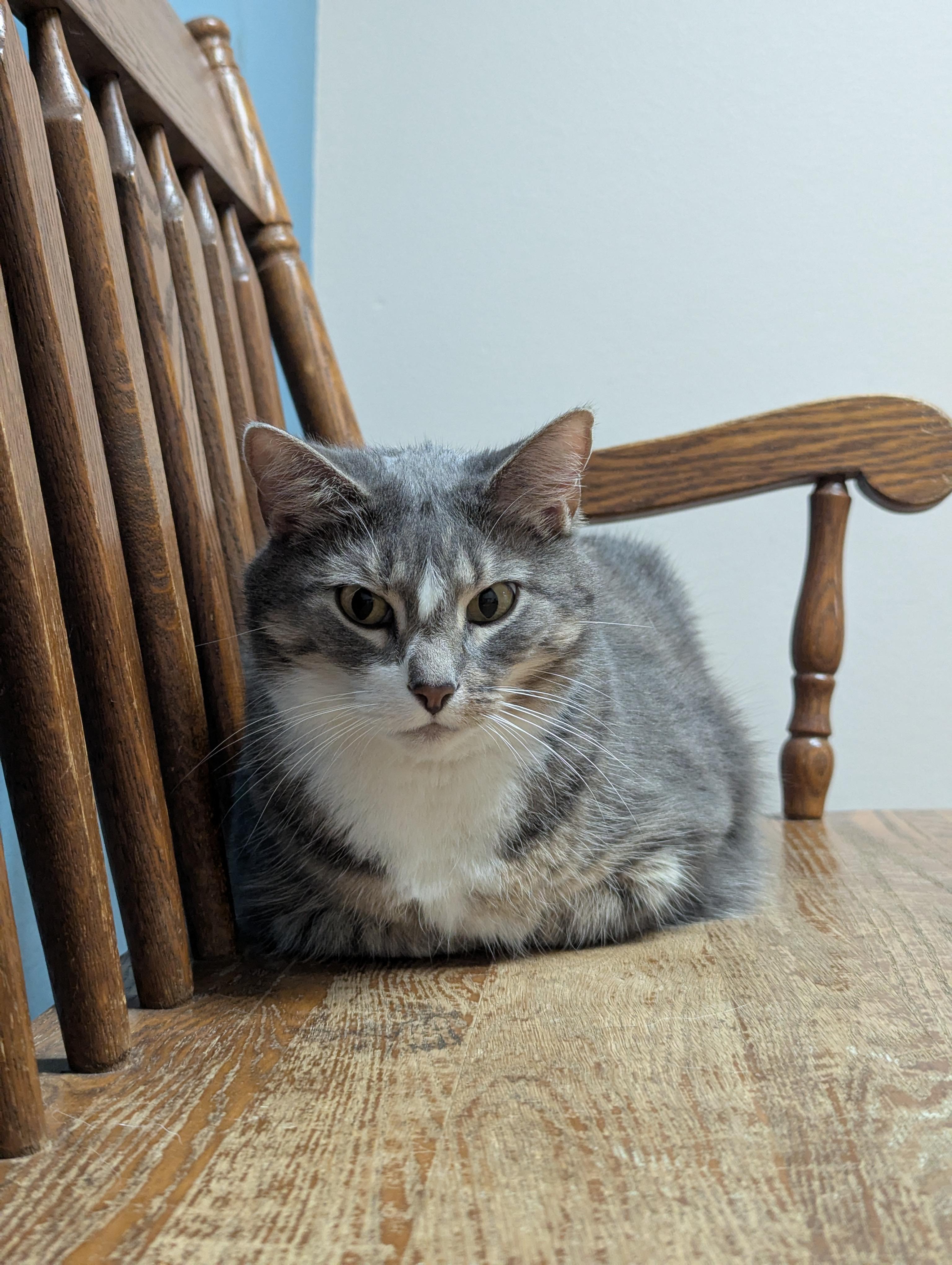 Ava (Adoption Sponsored)