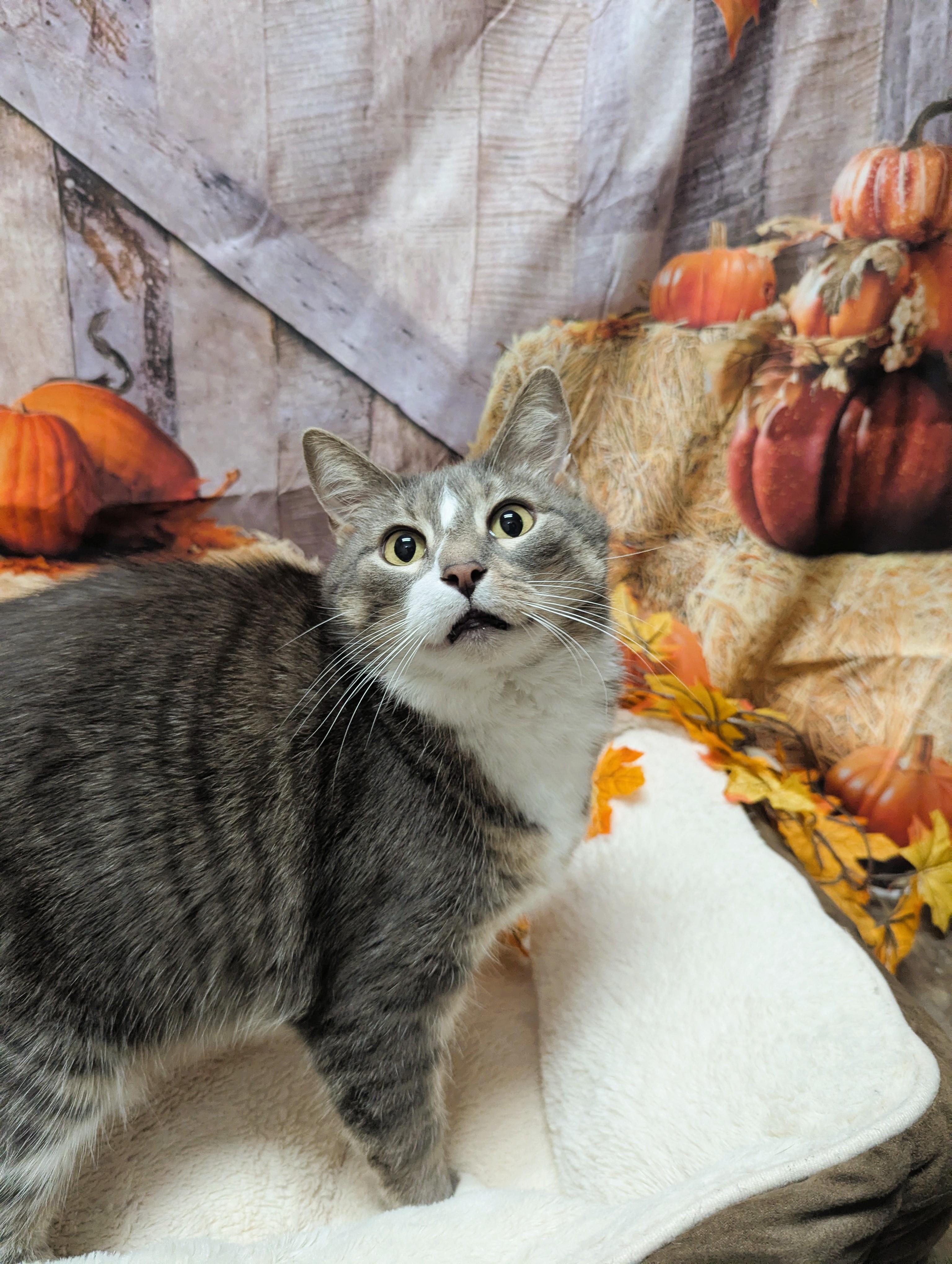 Ava (Adoption Sponsored)