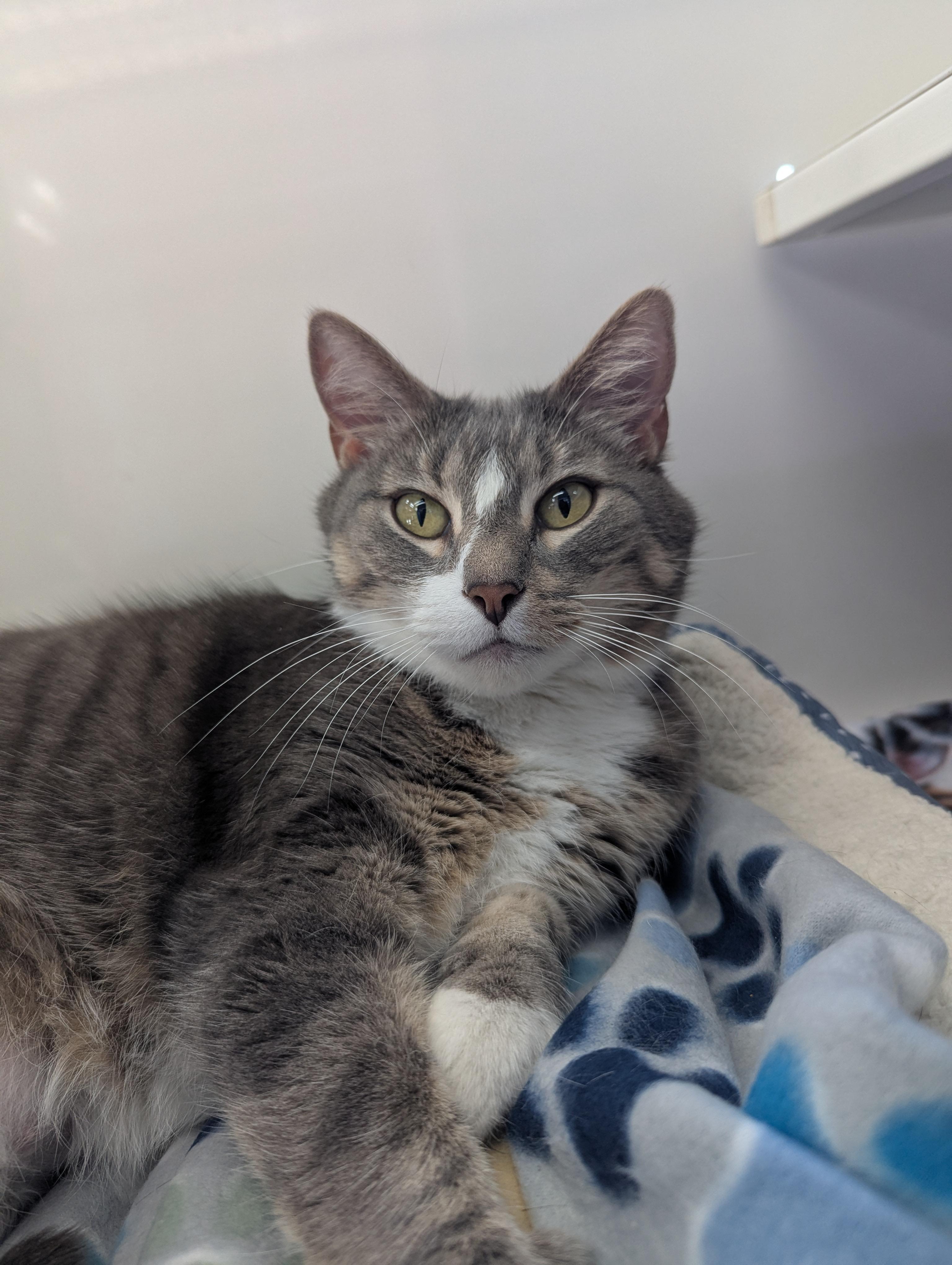 Ava (Adoption Sponsored), an adoptable Domestic Short Hair in Oconto, WI, 54153 | Photo Image 4