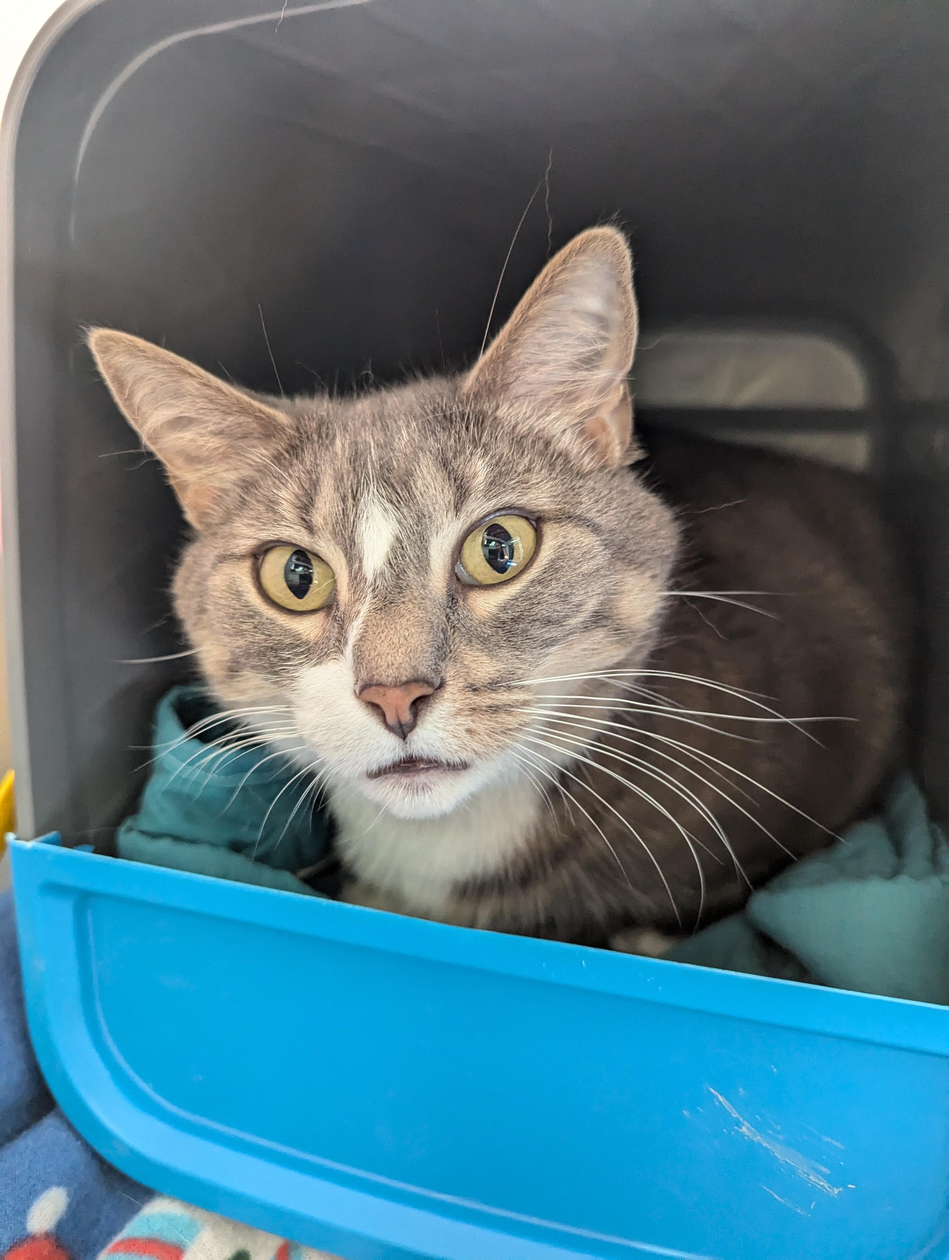 Ava (Adoption Sponsored) 5