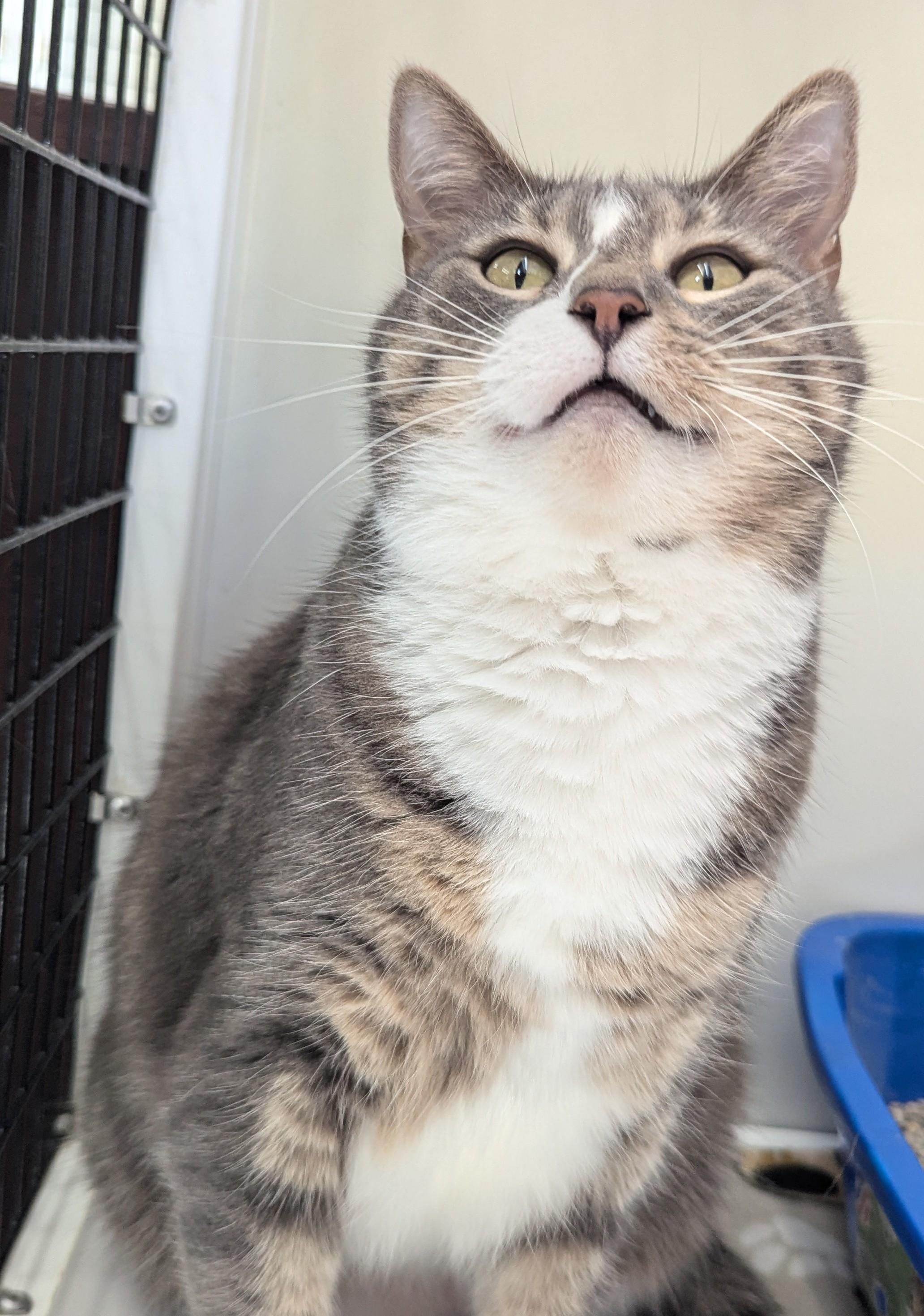 Ava (Adoption Sponsored) 3