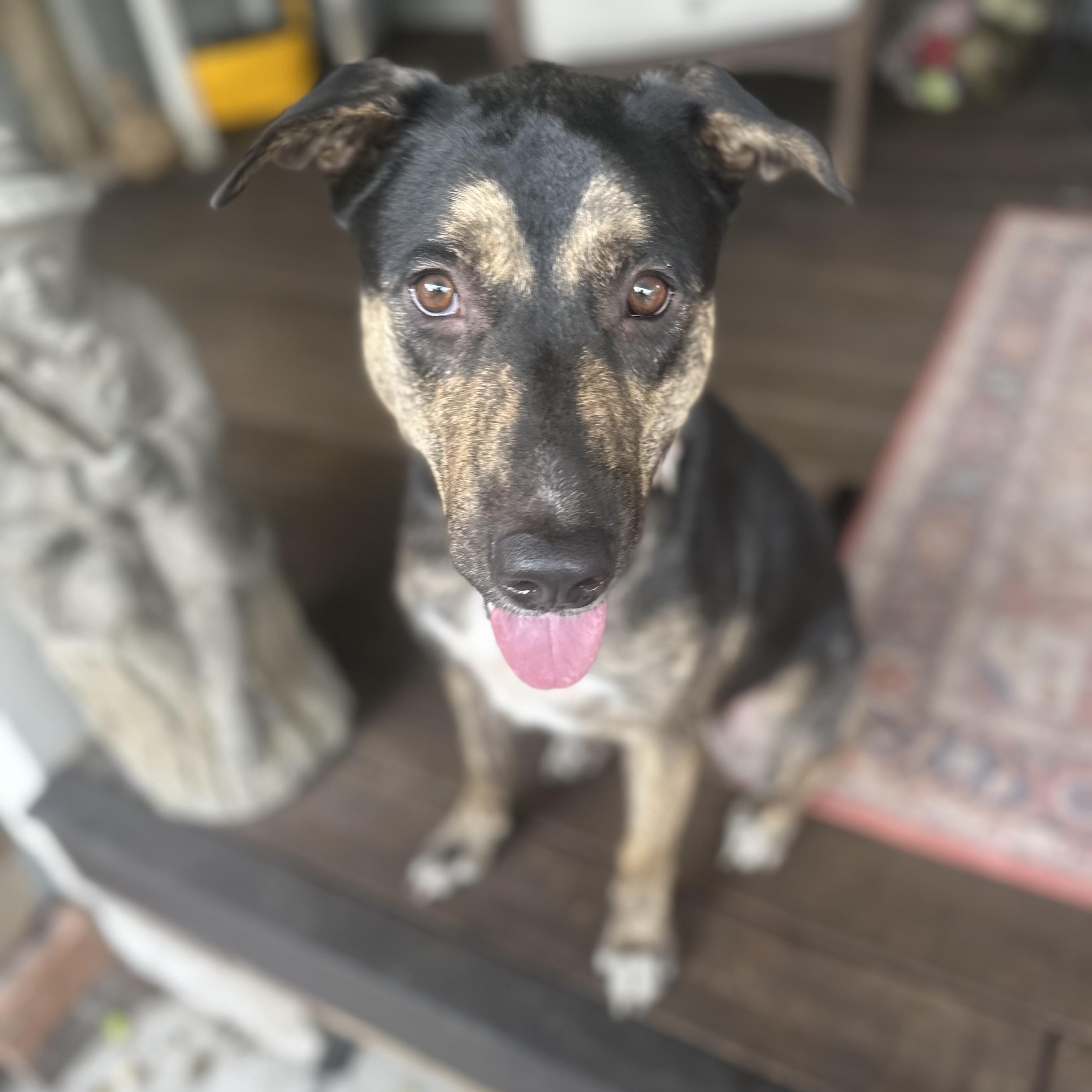 Enlarge Sasha, a Adoptable mixed breed in Denver, CO image 1/6