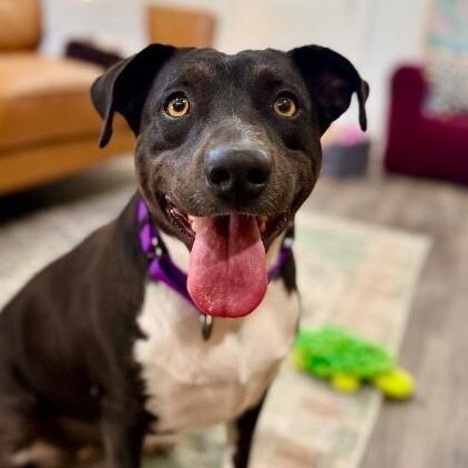 Toasty Buttercup the Cozy Couch Princess — thumbnail 2