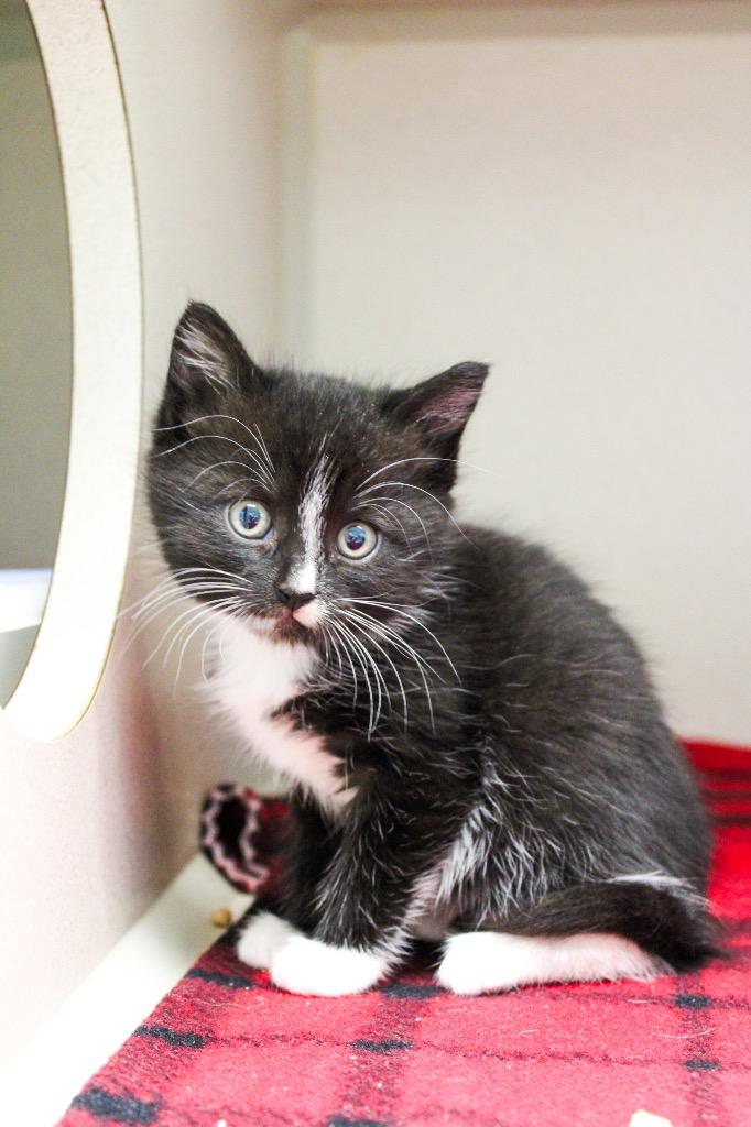 Green Bean, a Adoptable mixed breed in Morgantown, KY image 1/2