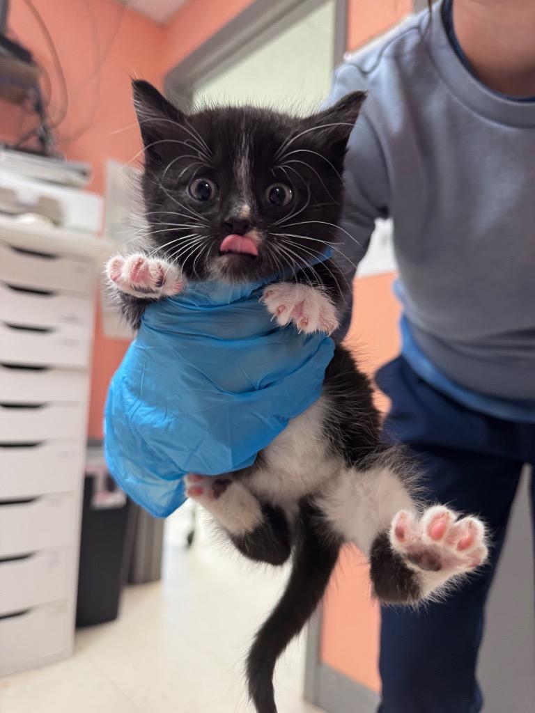 Green Bean, a Adoptable mixed breed in Morgantown, KY image 2/2