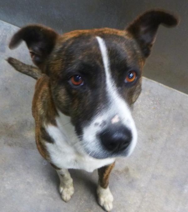 Ryan, Adoptable, Adult Male Terrier.
