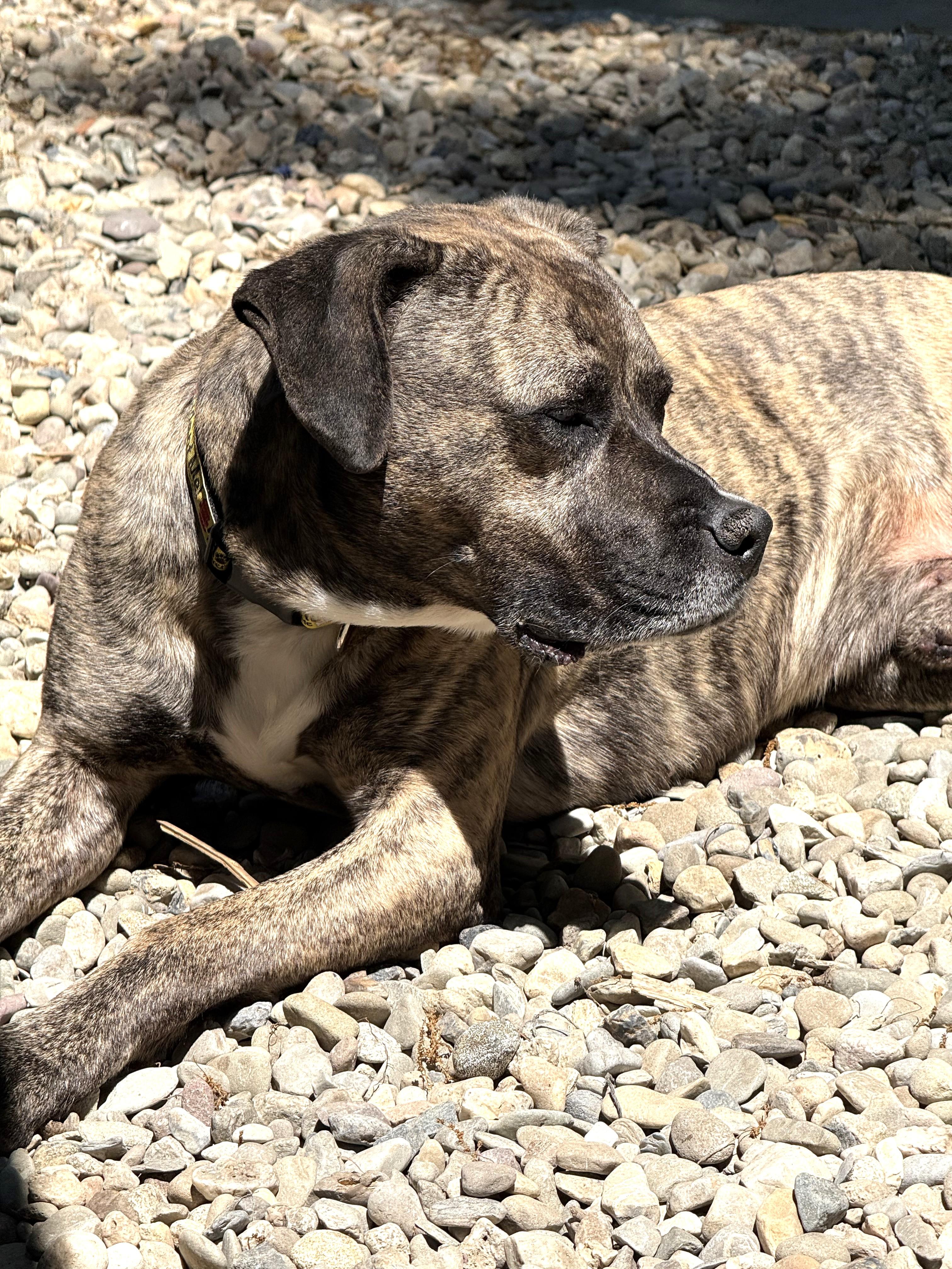 Grant Sweet Turn Key Boy Brindle Beauty He's a Rock Star, a ADOPTABLE mixed breed in Danbury, CT image 2/3