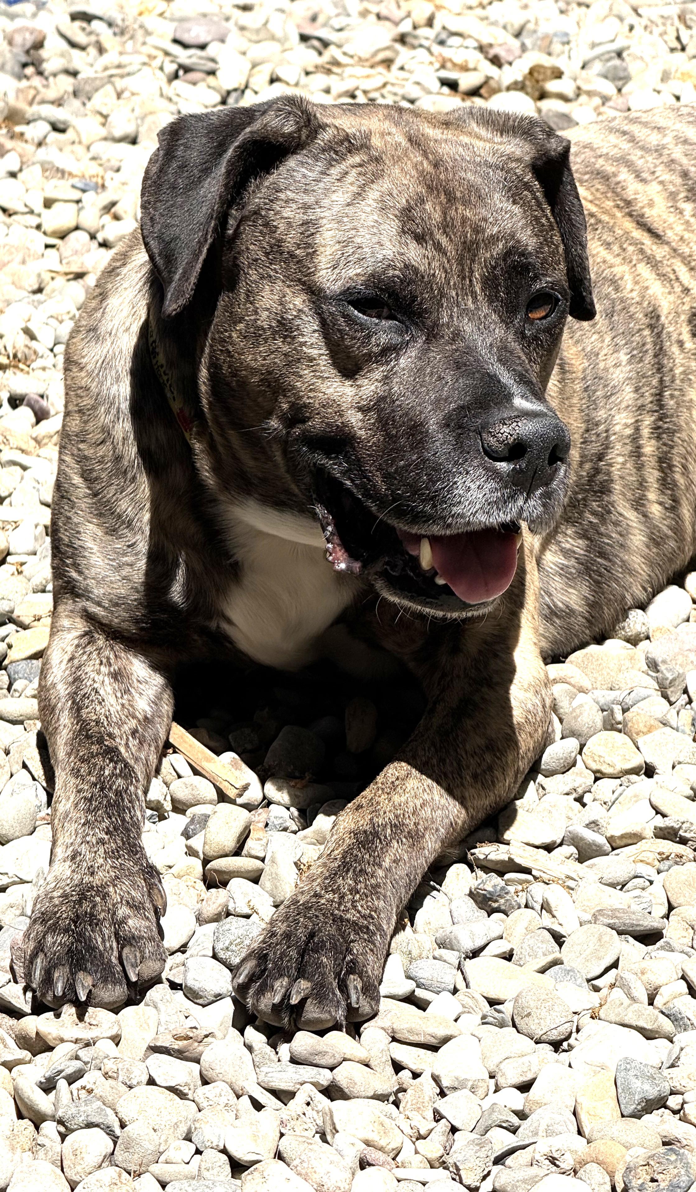 Grant Sweet Turn Key Boy Brindle Beauty He's a Rock Star, a ADOPTABLE mixed breed in Danbury, CT image 3/3
