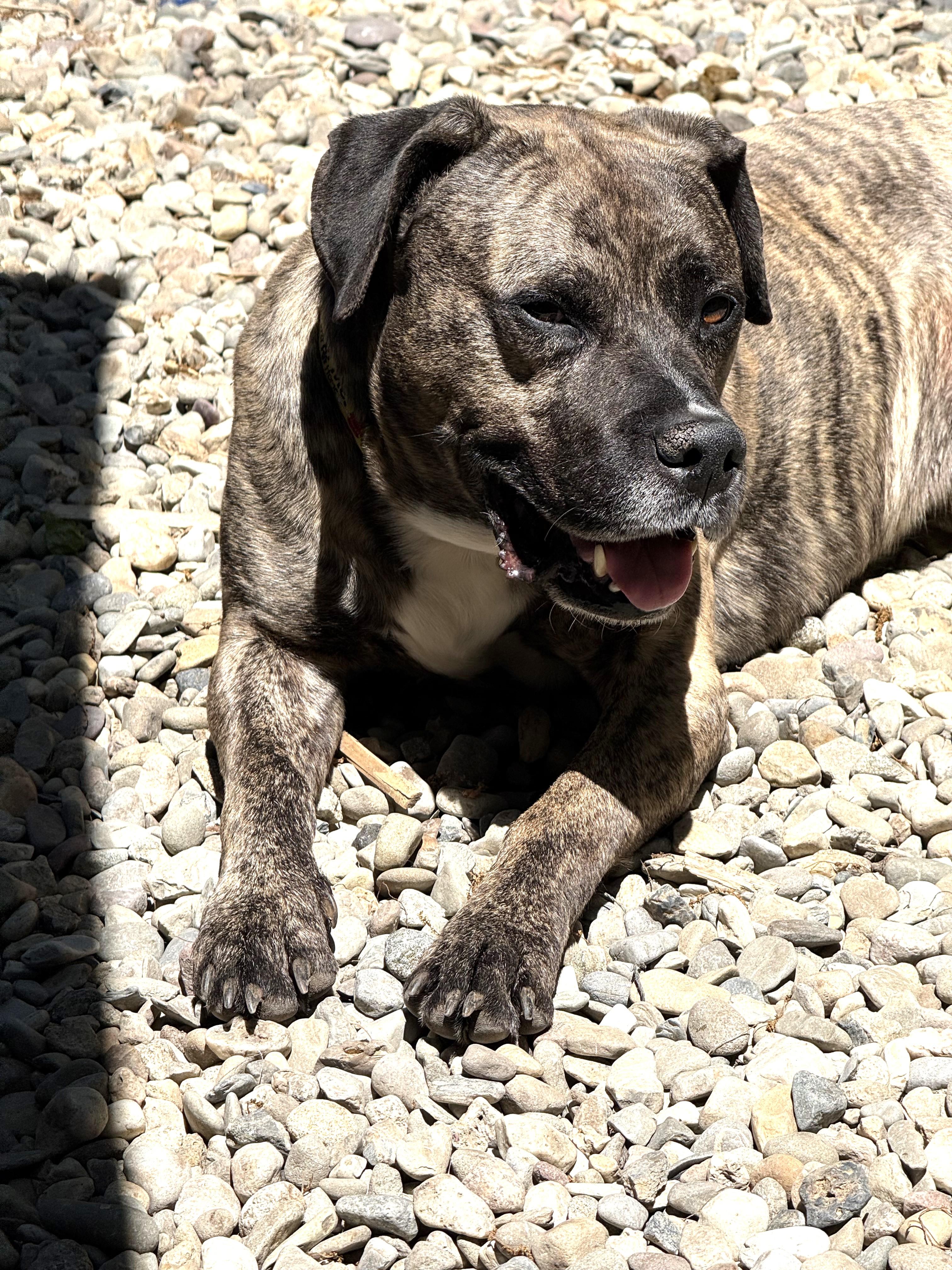 Grant Sweet Turn Key Boy Brindle Beauty He's a Rock Star, a ADOPTABLE mixed breed in Danbury, CT image 1/3