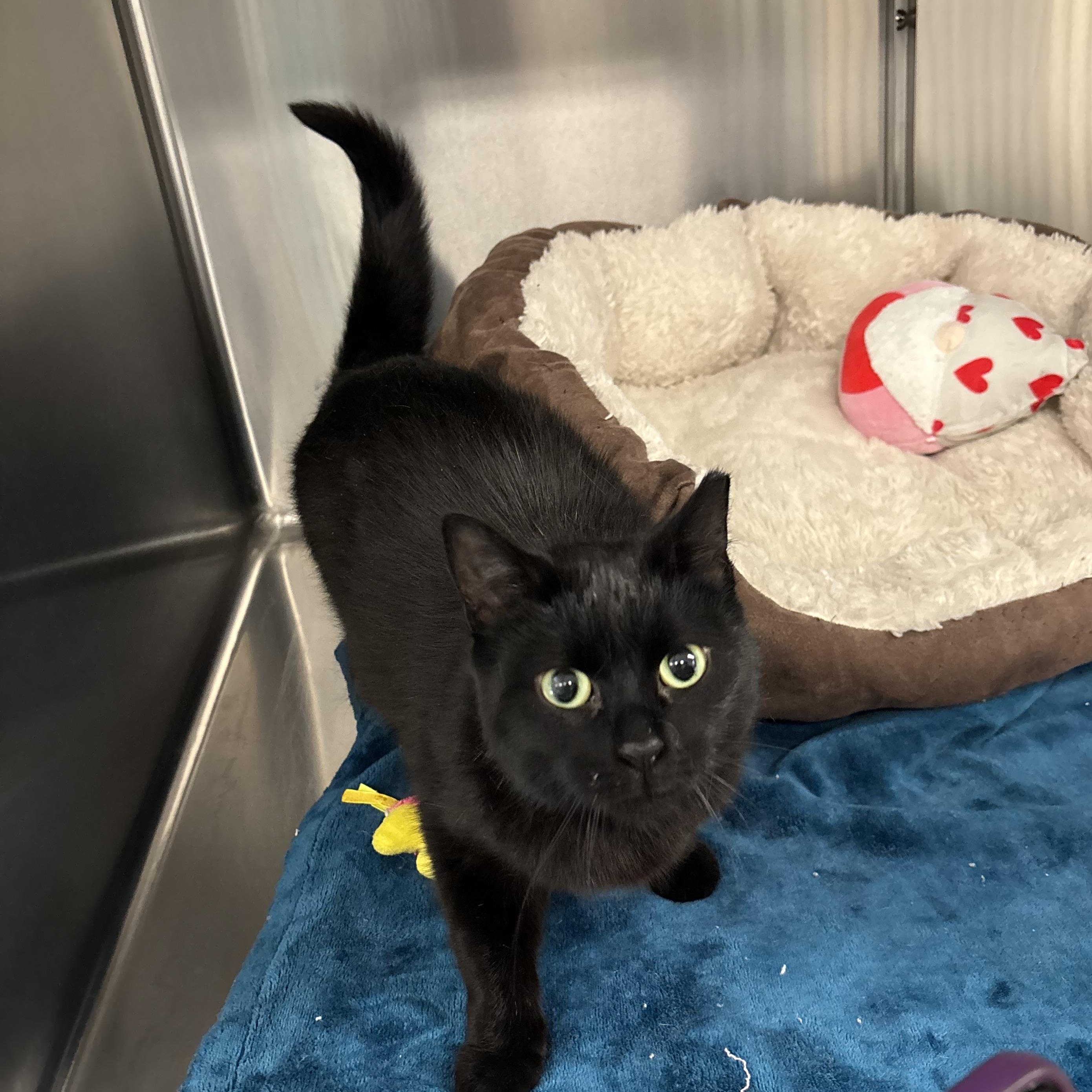 Peek-A-Boo, a Adoptable Domestic Short Hair in Mount Pleasant, MI image 3/3