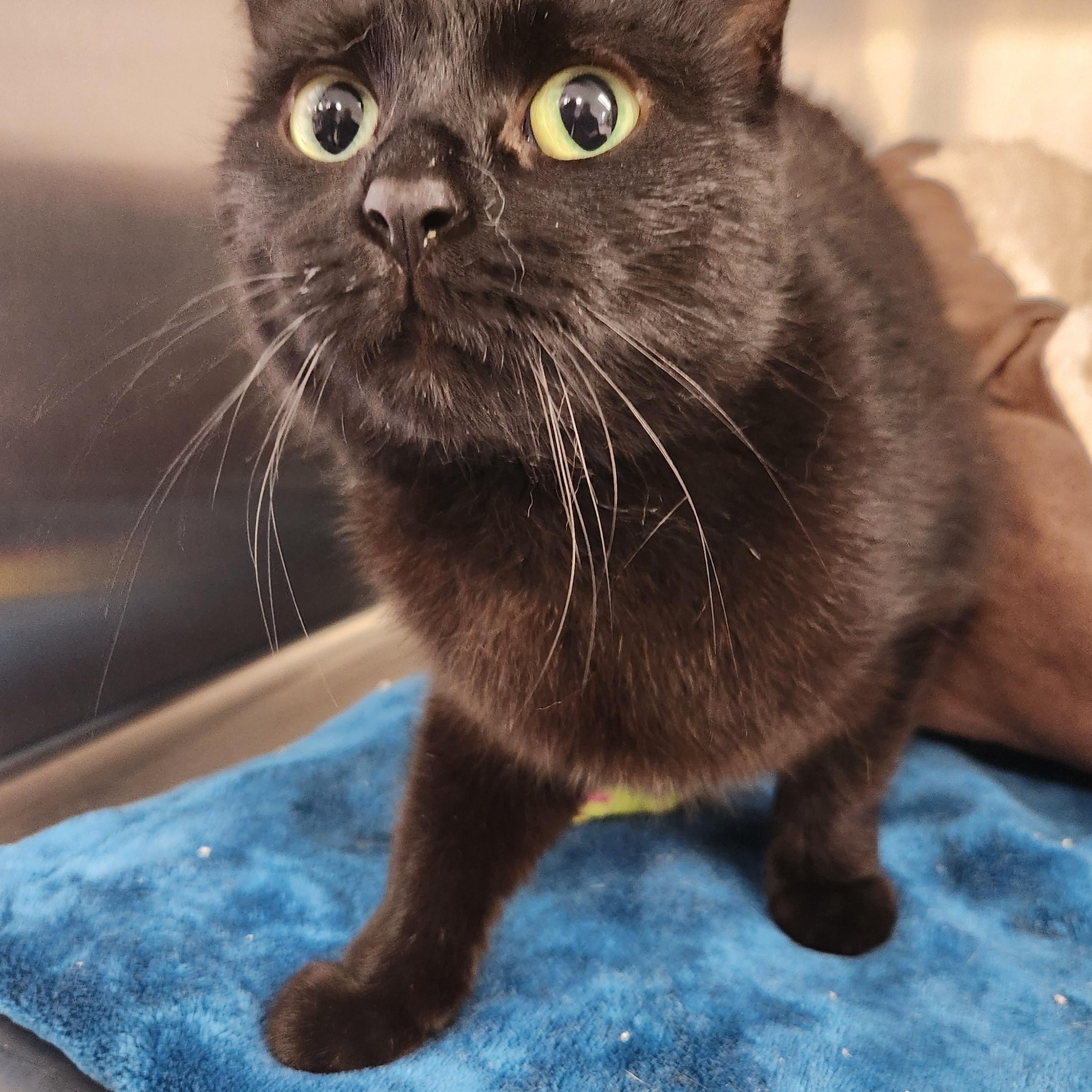 Peek-A-Boo, a Adoptable Domestic Short Hair in Mount Pleasant, MI image 1/3