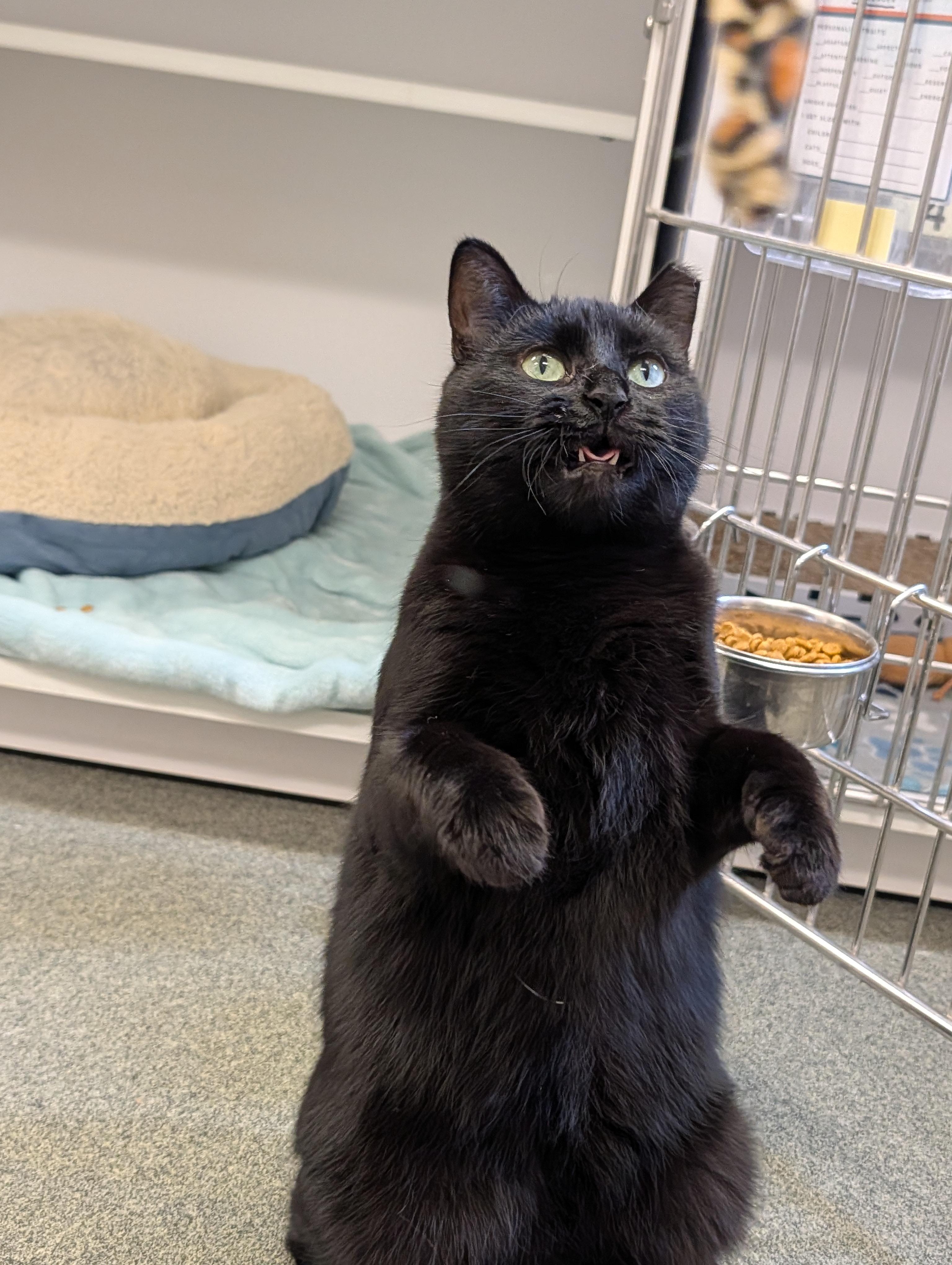 Peek-A-Boo, an adoptable Domestic Short Hair in Mount Pleasant, MI, 48858 | Photo Image 3