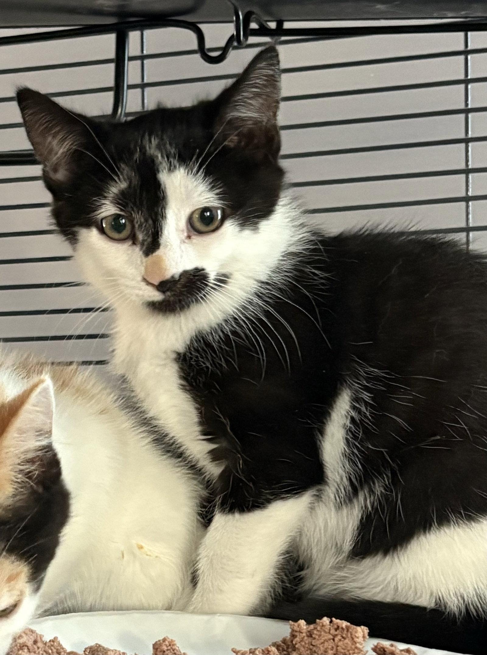 Addie, Adoptable, Kitten Female Domestic Short Hair.