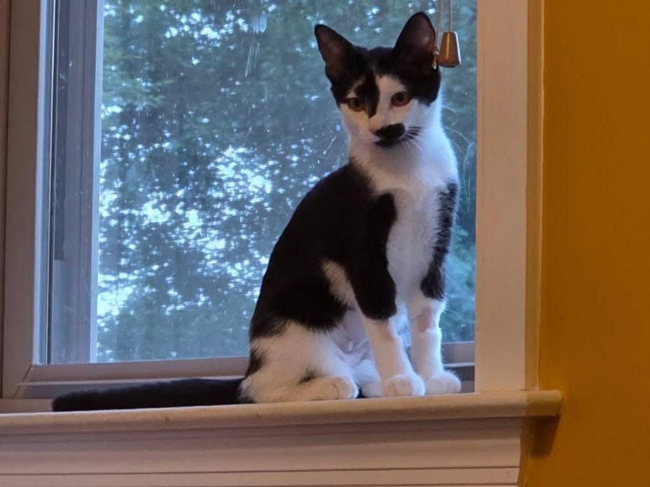 Enlarge Addie, a Adoptable Domestic Short Hair in Trexlertown, PA image 2/3