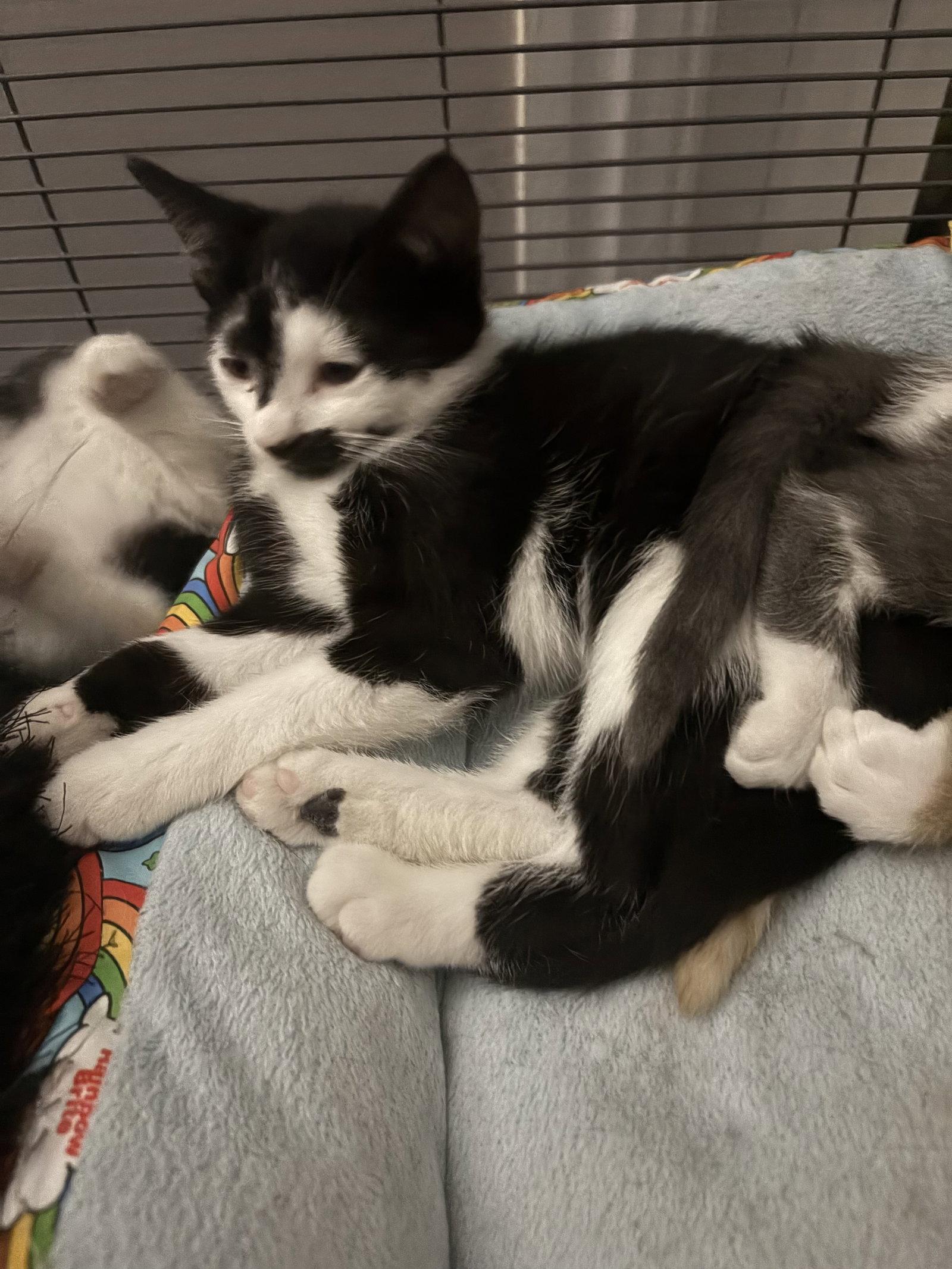 Enlarge Addie, a Adoptable Domestic Short Hair in Trexlertown, PA image 3/3