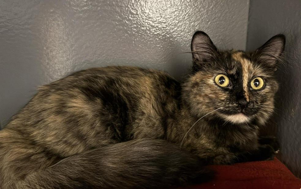 Mary Kate , ADOPTABLE, Young Female Domestic Long Hair.